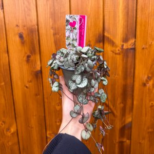 Lampášik (Ceropegia woodii) ´SILVER GLORY´ - výška 20-25 cm, kont. P9